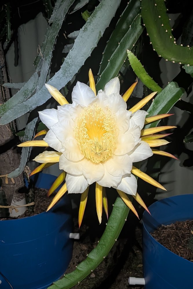 Night Flower